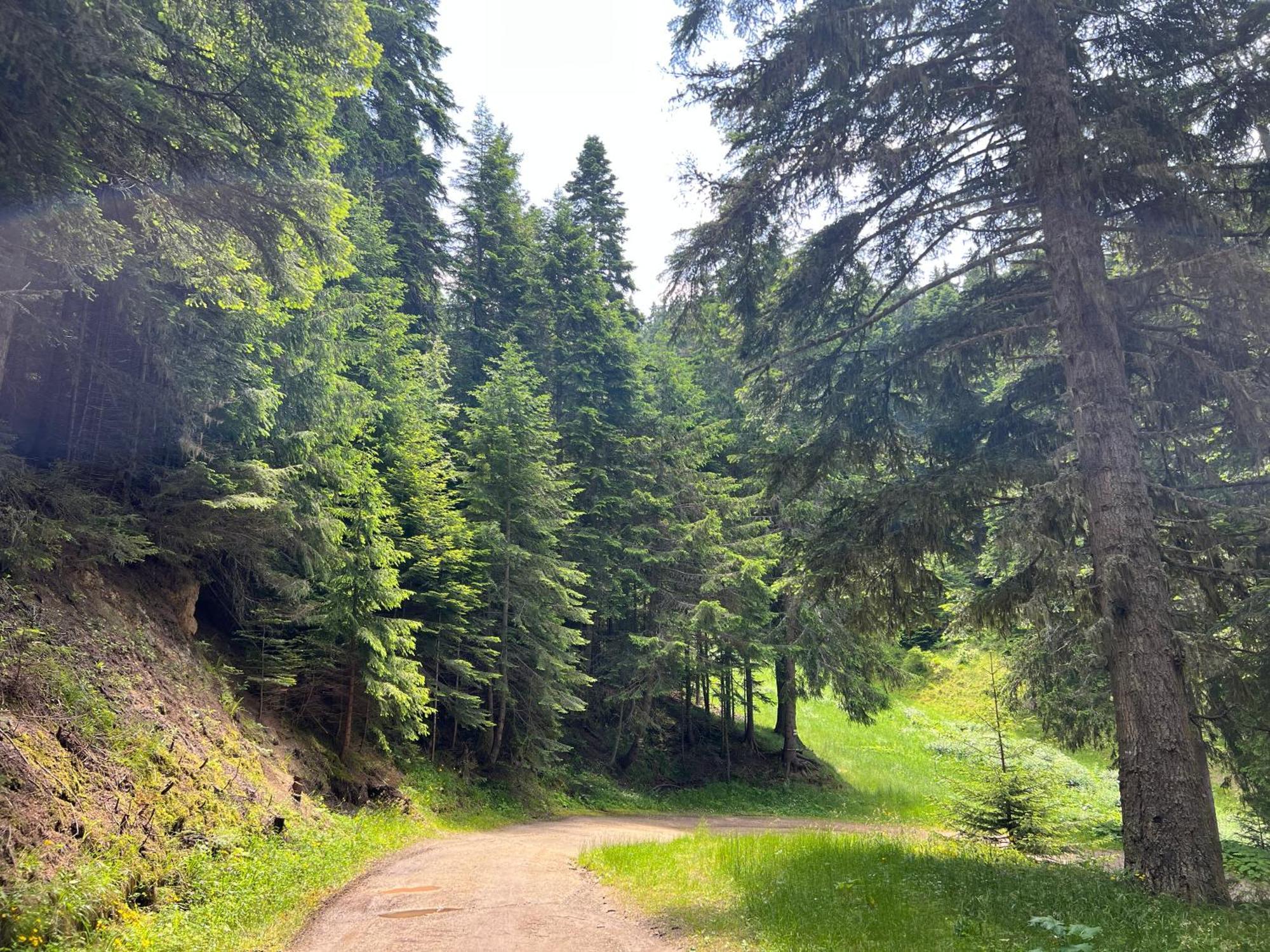 Appartamento Arboro Borovets Gardens E43 Esterno foto